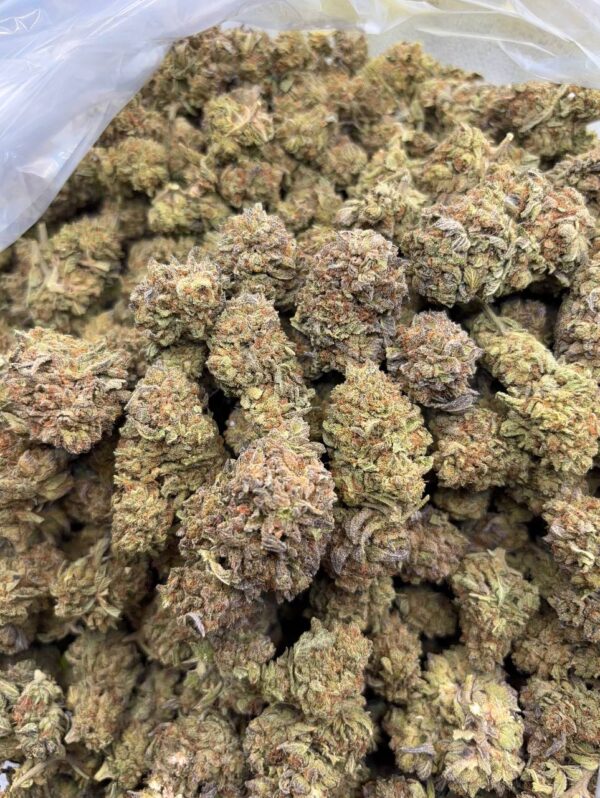 •$449 #CK863 - White Truffle
