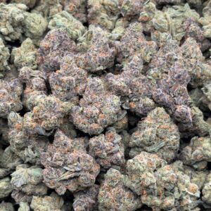 •$749/799 #CK169 - Cheetah Piss