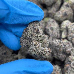 •$1499/1549 #CK255 - Blue Zushi