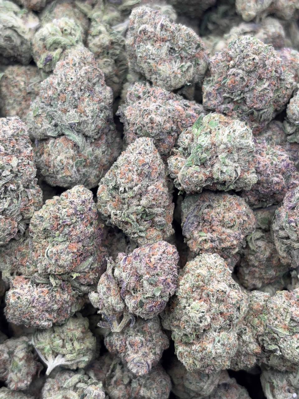 •$649/699 #CK281 - Gumbo