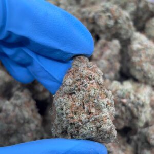 •$799/849 #CK250 - Tropical Candy