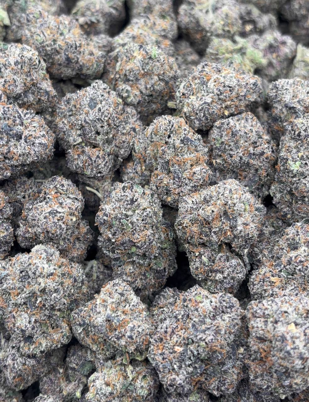 •$1245/1299 #CK334 - Prizm Candy Pop