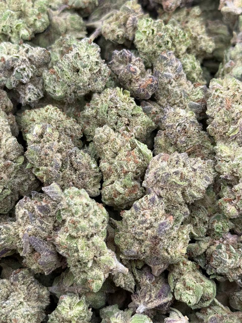 •$474/524 #GG578 - Gelato Punch