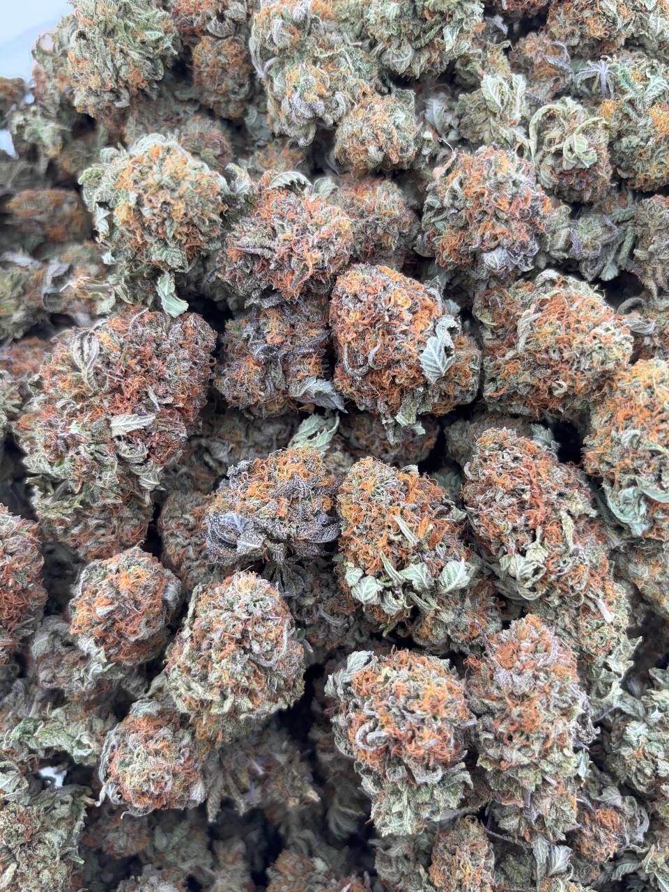 •$725/750 #GG610 - Indoor bubba