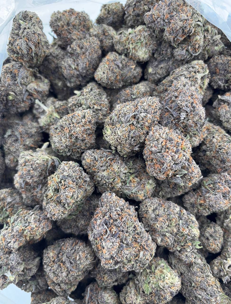 •$1025/1050 #GG672 - Candy Runt