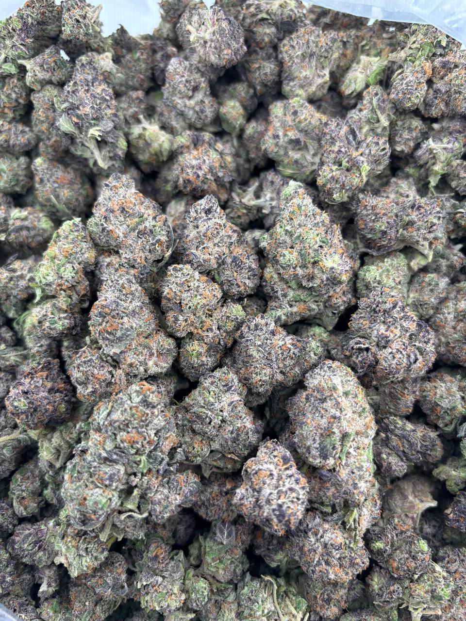 •925/950 #GG632- Tropical OG