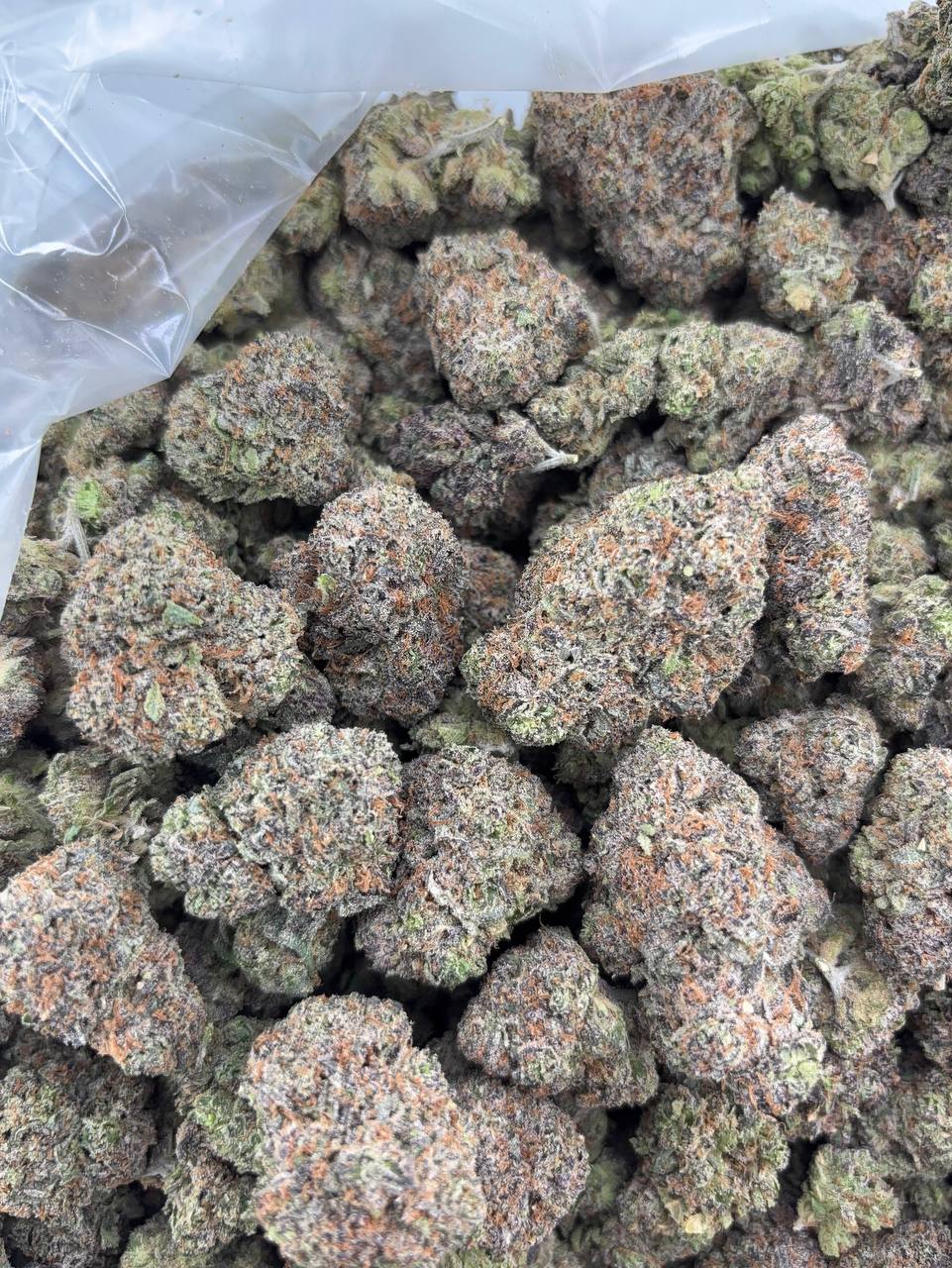 •1075/1099 #GG636 - Cherry Pine